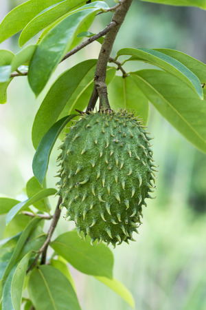 Soursop, Prickly Custard Apple on tree. (Annona muricata L.) Treatment of cancer.の写真素材
