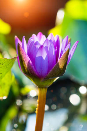 Beautiful water lilyの写真素材