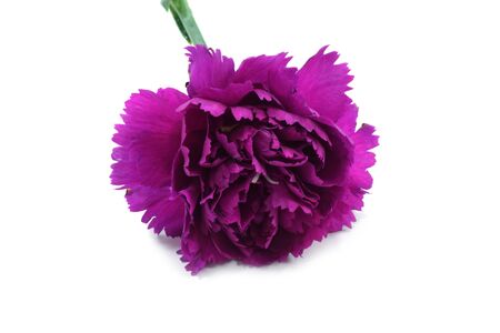 Carnations on whiteの写真素材
