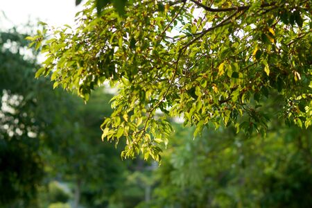 Weeping fig, Ficus benjamina, Banyan tree with fruits on branch.の写真素材