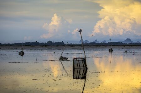 Birds perch on a tree stump middle of the lake. Thailand.の写真素材