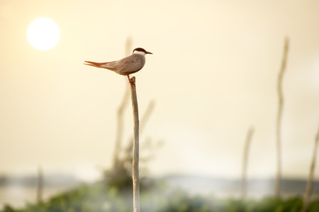 Birds perch on a tree stump middle of the lake. Thailand.の写真素材