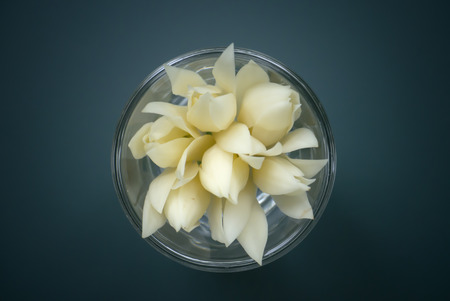 White Champaka are blooming on blue table background. (Michelia alba DC.)の写真素材