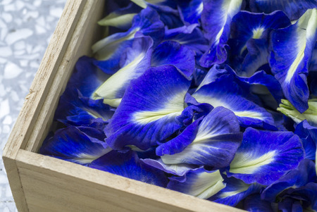 The blue flowers of the Butterfly Pea For water to make Floral Teaの写真素材
