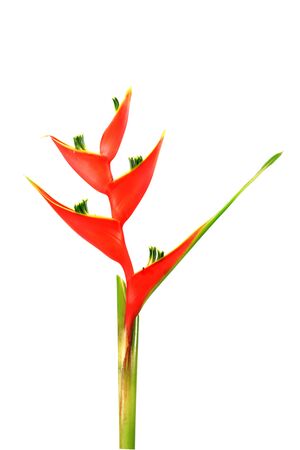 Beautiful Heliconia flower blooming on isolate white background.の写真素材