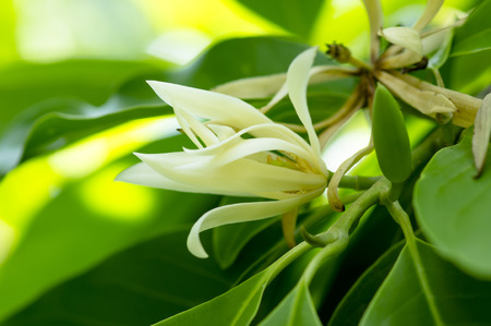 White Champaka are blooming on tree. (Michelia alba DC.)の写真素材