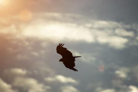 silhouettes of bird is flying
