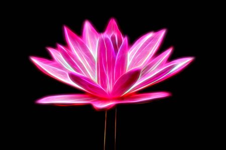 Glow image of Pink Lotus flowerの写真素材