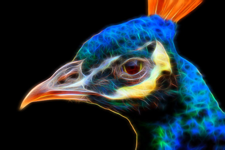 Glow image of Female blue Peacock Headの写真素材