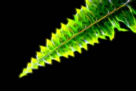 Glow image of green fernの写真素材