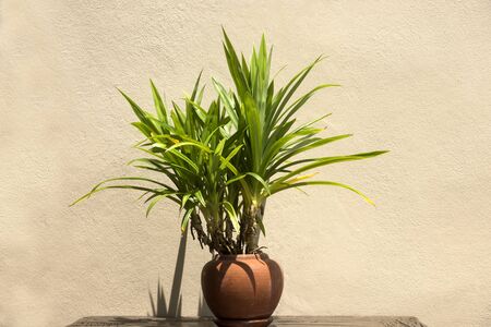 Trees in terracotta potsの写真素材