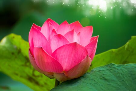 beautiful lotus flower in bloomingの写真素材