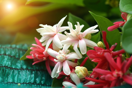 Rangoon creeper flowerの写真素材