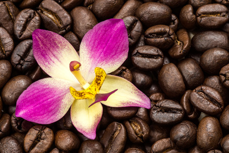 Coffee beans and orchid flower.の写真素材