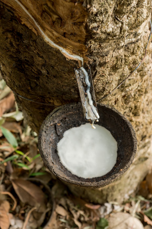 Rubber Latex of rubber trees.の写真素材