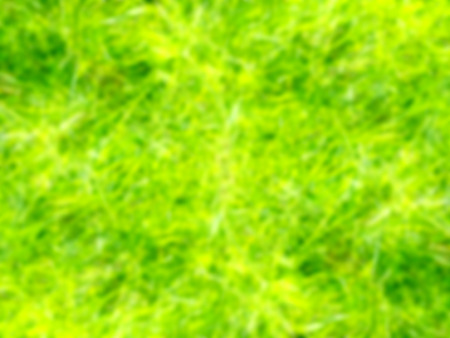 Blur image of bamboo leaves background