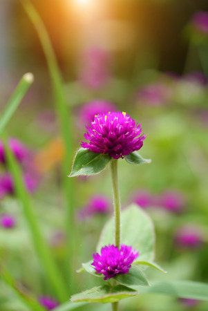 globe amaranth Flowerの写真素材