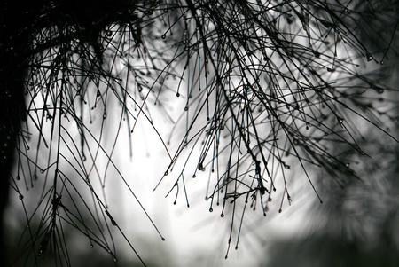 Black and white image of Beautiful Rain drops on pine leaves.の写真素材