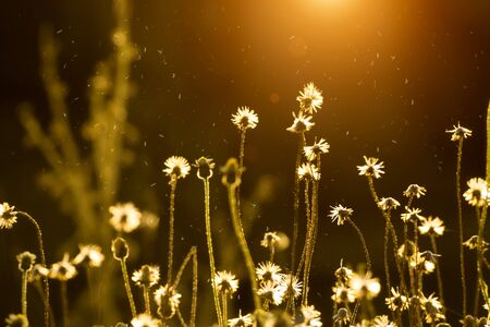 Backlit on grass at sunset.の写真素材
