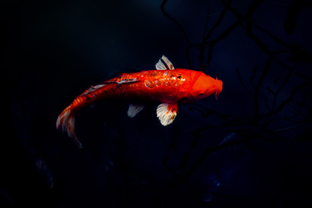Red Koi carp, symbols of good luck and prosperity in Japan in the dark water.の写真素材