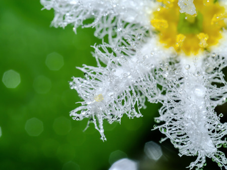 Close up of rain drops on white water snow flake flower. (Nymphoides indica (L.)