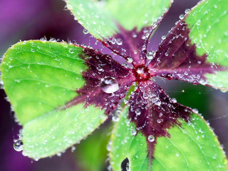 Cose up of drop dew on a Clover leaf.