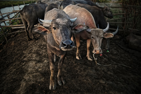 water buffalo or domestic Asian water buffalo (Bubalus bubalis)の写真素材