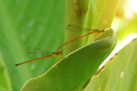 Mini Dragonflies in the morning.の写真素材