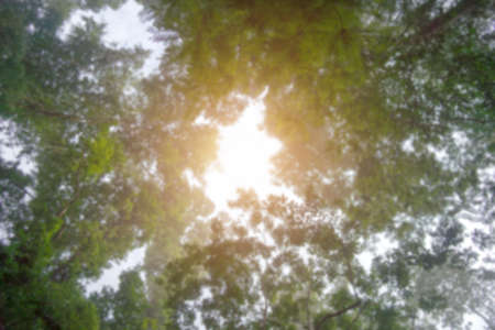 Blur image of tree with sunlight.