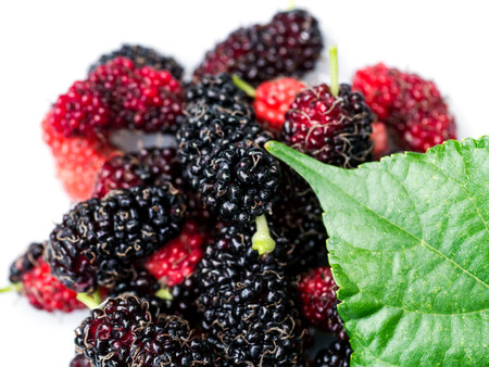fresh organic black and red mulberry.