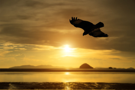 silhouettes of bird is flying on the sky.の写真素材