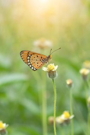 Closeup orange butterflyの写真素材