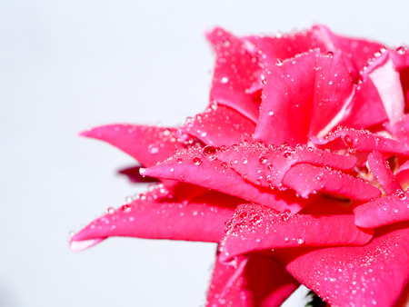 Red rose with water dropletsの写真素材