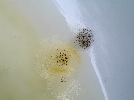Mold on the food. (Rhizopus stolonifer)