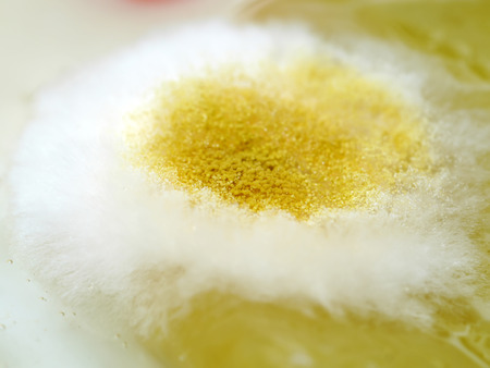 Yellow Mold on the food. (Rhizopus stolonifer)の写真素材