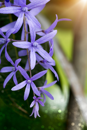 Petrea Flowers. (Queen's Wreath, Sandpaper Vine, Purple Wreath) Scientific name: Petrea volubilis, Petrea kohautiana.の写真素材