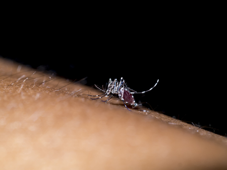 mosquito sucking blood.