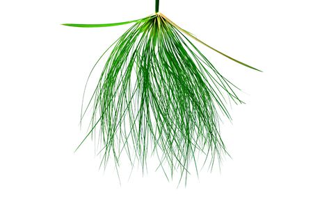 Egyptian papyrus. (Cyperus papyrus L.)の写真素材