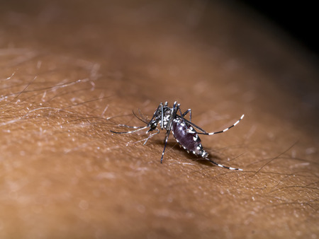 mosquito sucking blood.