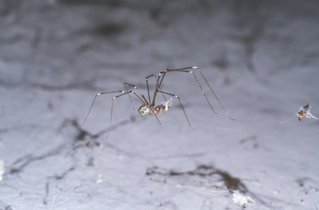 House spider legs are killing the victim.