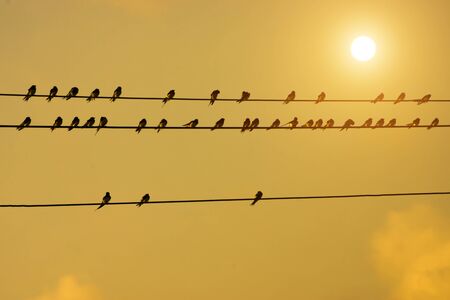 silhouettes of common swallows on power lines and sun.の写真素材