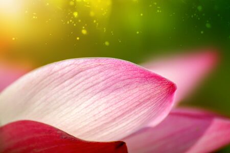 Closeup of Beautiful lotus flowerの写真素材