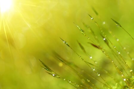 Soft focus of green moss with light.の写真素材