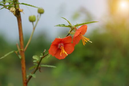 Orange wild grass in the nature. (Pentapetes phoenicea Linn.)の写真素材
