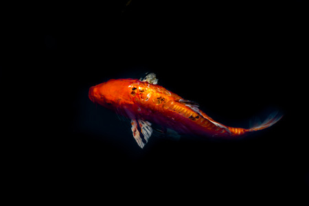 Red Koi carp, symbols of good luck and prosperity in Japan in the dark water.の写真素材