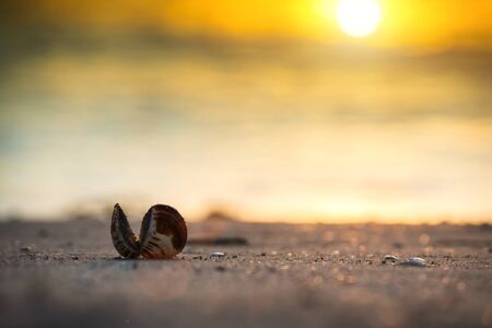 Un-focus image of seashell on the beach.の写真素材