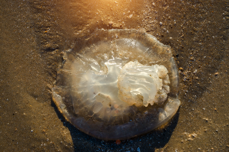 Dead jellyfish on the beach with sunlight in the morning.の写真素材