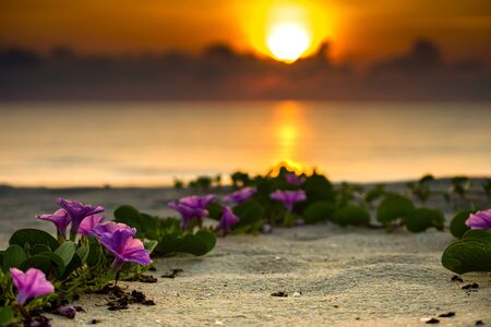 Ipomoea flowers and sunrise in the morning.の写真素材