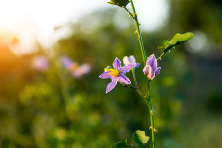Purple flowers of herbs. (Solanum indicum L.)の写真素材