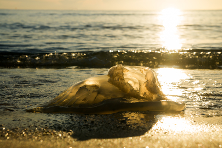 Dead jellyfish on the beach with sunlight in the morning.の写真素材